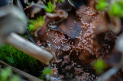 Lasionectria lecanodes