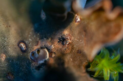 Corticifraga peltigerae