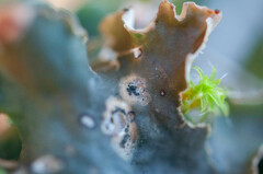 Corticifraga peltigerae