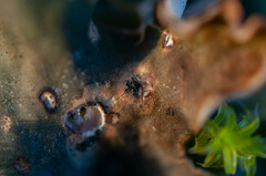 Corticifraga peltigerae