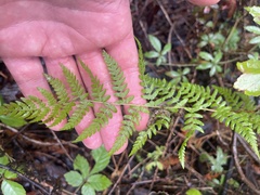 Thelypteris palustris