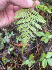 Thelypteris palustris