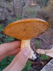 Suillus mediterraneensis