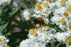 Bombus melanopygus