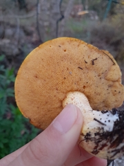 Suillus mediterraneensis