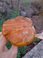 Suillus mediterraneensis