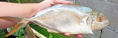 Caranx