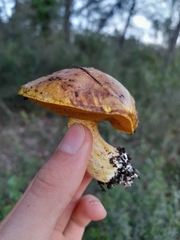 Suillus mediterraneensis