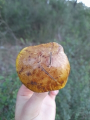 Suillus mediterraneensis