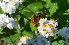Bombus melanopygus