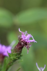 Liatris cylindracea