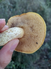 Suillus mediterraneensis