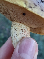 Suillus mediterraneensis