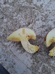 Suillus mediterraneensis