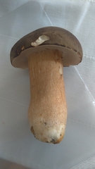 Boletus aereus