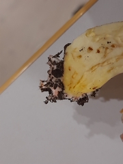 Suillus mediterraneensis