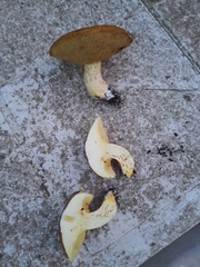 Suillus mediterraneensis