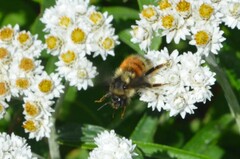 Bombus melanopygus