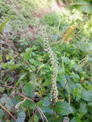 Chloranthus oldhamii