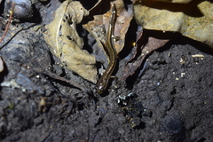 Eurycea quadridigitata