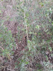 Suillus mediterraneensis