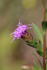 Liatris cylindracea