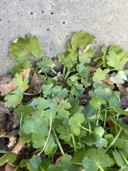 Ranunculus sceleratus