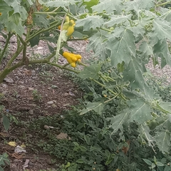 Solanum mammosum