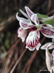 Epidendrum marmoratum