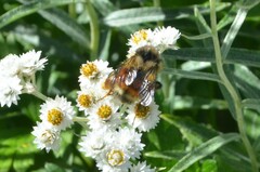 Bombus melanopygus