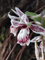 Epidendrum marmoratum