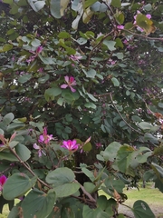 Bauhinia monandra