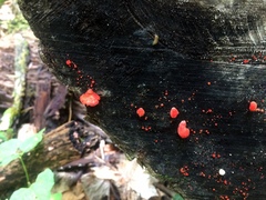 Crepidotus cinnabarinus