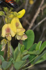 Crotalaria