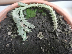 Huernia zebrina