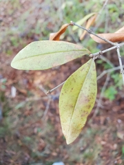 Ligustrum obtusifolium