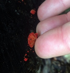 Crepidotus cinnabarinus