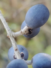 Ligustrum obtusifolium