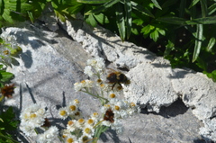 Bombus melanopygus