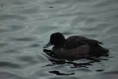 Aythya fuligula