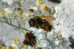 Bombus melanopygus