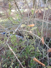 Ligustrum obtusifolium