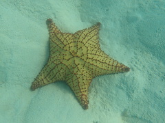 Oreaster reticulatus