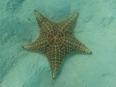 Oreaster reticulatus