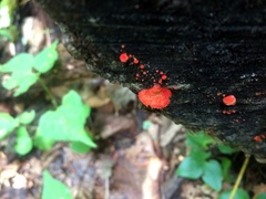 Crepidotus cinnabarinus