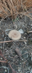Collybia