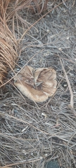 Collybia
