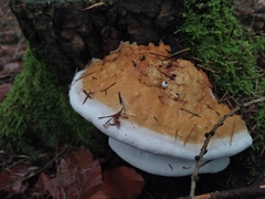 Fomitopsis