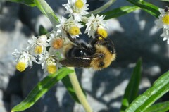Bombus flavidus