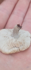 Collybia